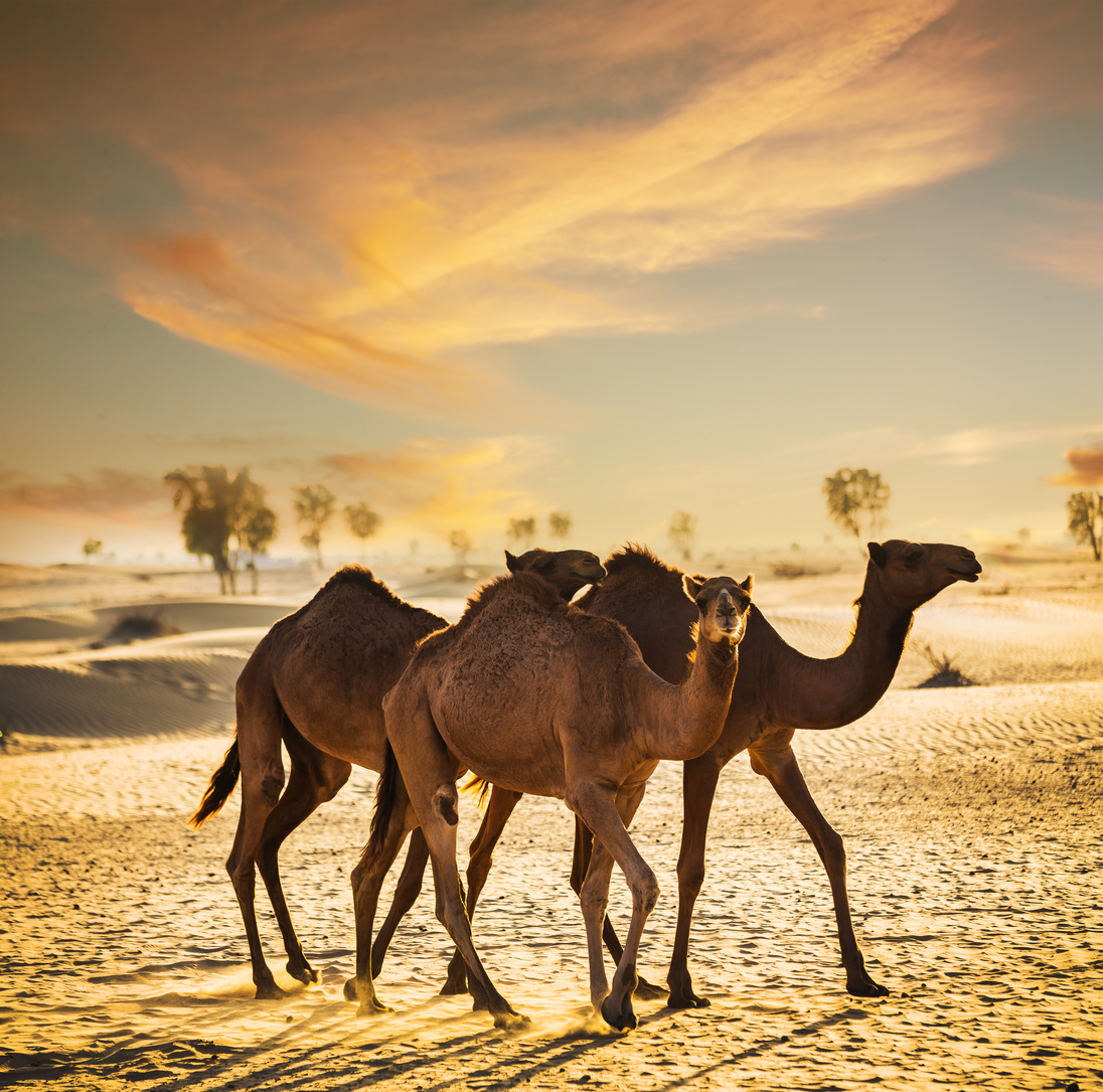 Desert landscape with camel