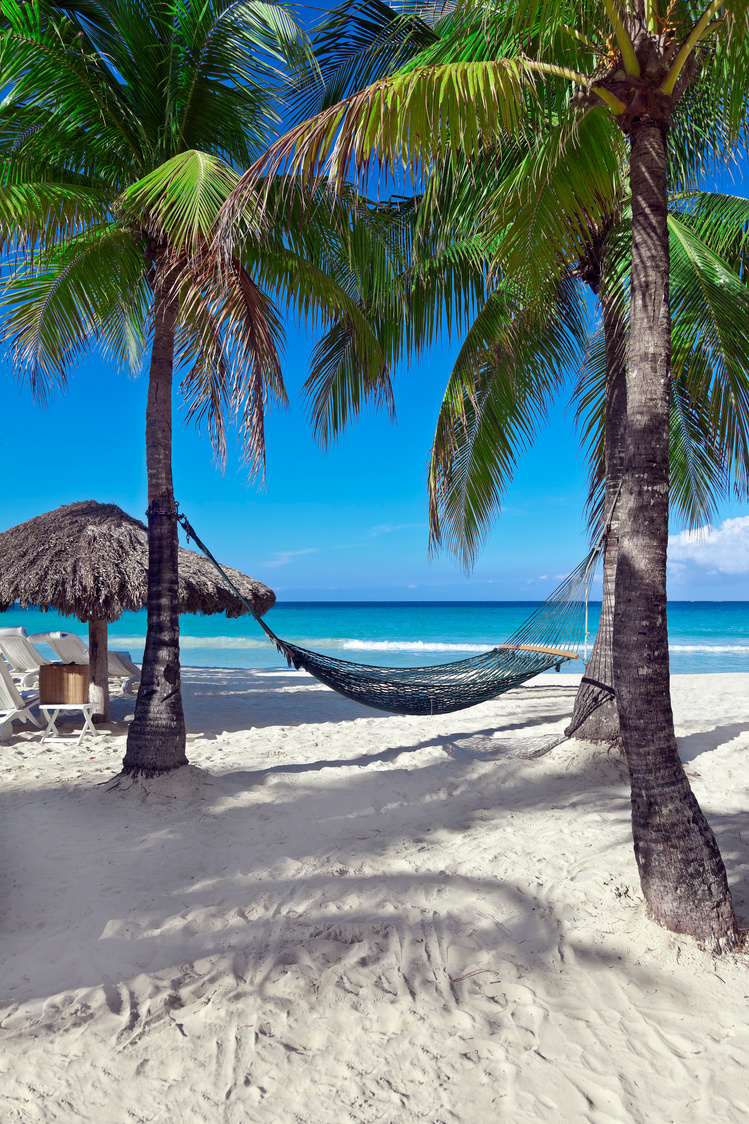 Hammock on a Tree